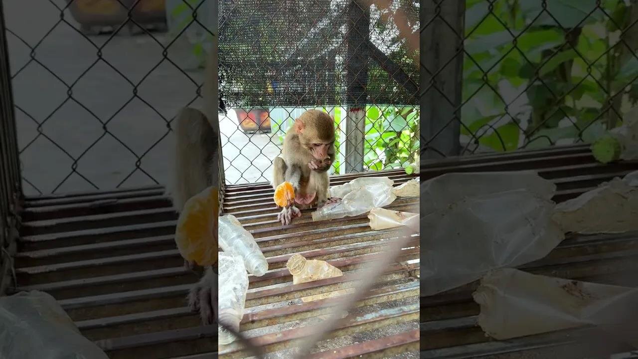 Caring for an Abandoned Monkey, the Mysterious Behaviors of Monkeys #6