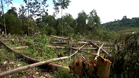 Illegal logging in rebel-held Congo threatens gorillas