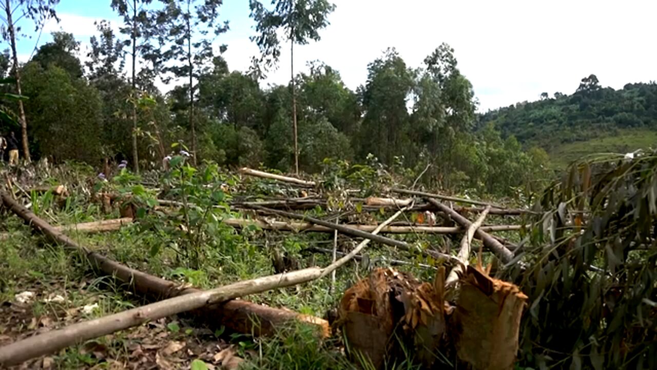 Illegal logging in rebel-held Congo threatens gorillas