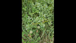 Do y'all have Purslane in your pasture?
