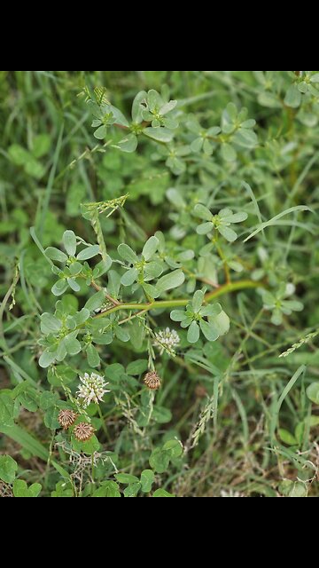 Do y'all have Purslane in your pasture?