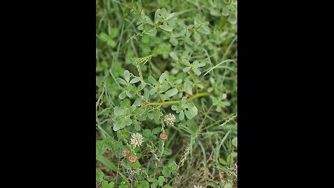 Do y'all have Purslane in your pasture?