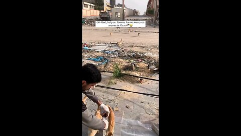 cat in gaza