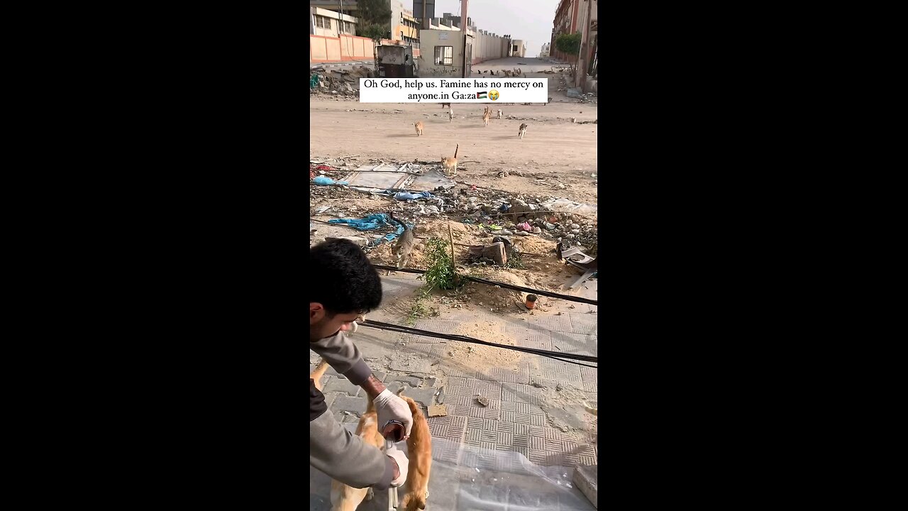 cat in gaza