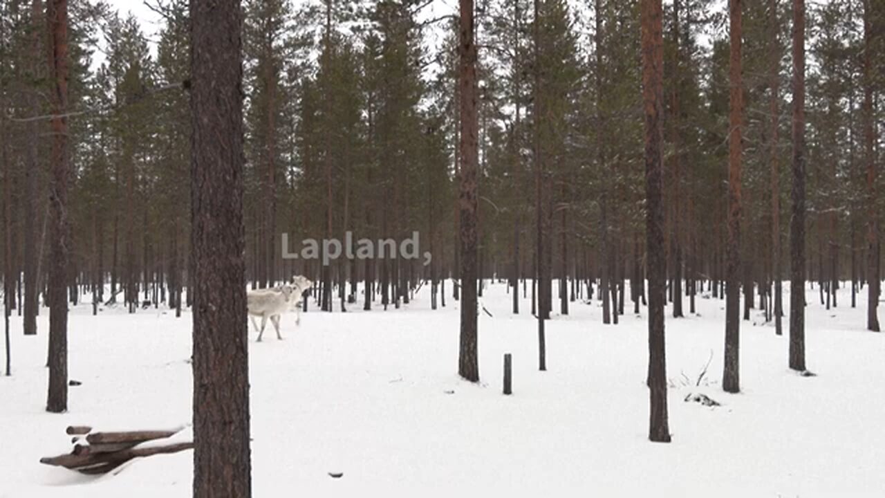 Growing military presence in Arctic worries Finlands reindeer herders