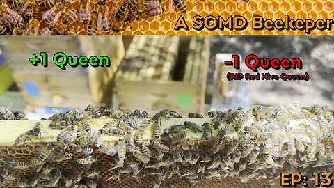 SOMD Beekeeping ep: 13 - RIP Red Hive Queen