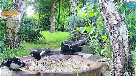 Young magpie: mom - feed me ‼️😊