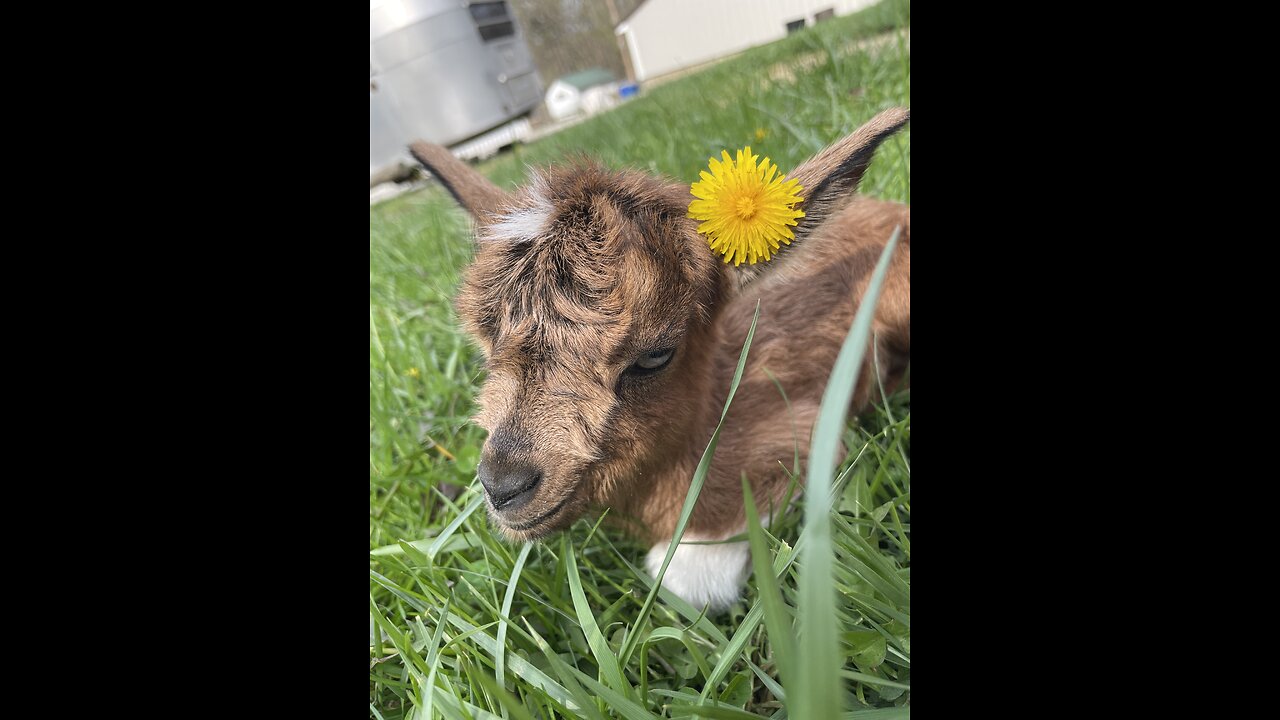 A Day In The Life On Our Mini Farm