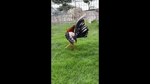 gallos