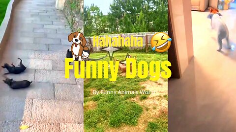 "FUNNY DOGS😂 | Hilarious Dogs That Make You Laugh Nonstop