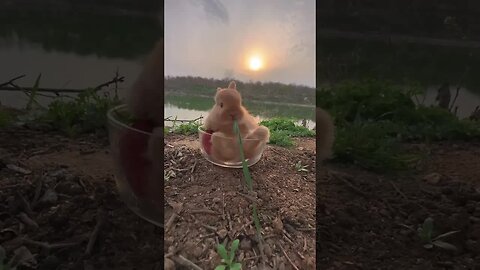 The cute little rabbit under the sunset. Rabbit cute pet debut plan