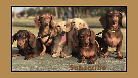 Sausage dogs playful instagram cute videos compilation 2021, Happy dachshund enjoyable videos 2021