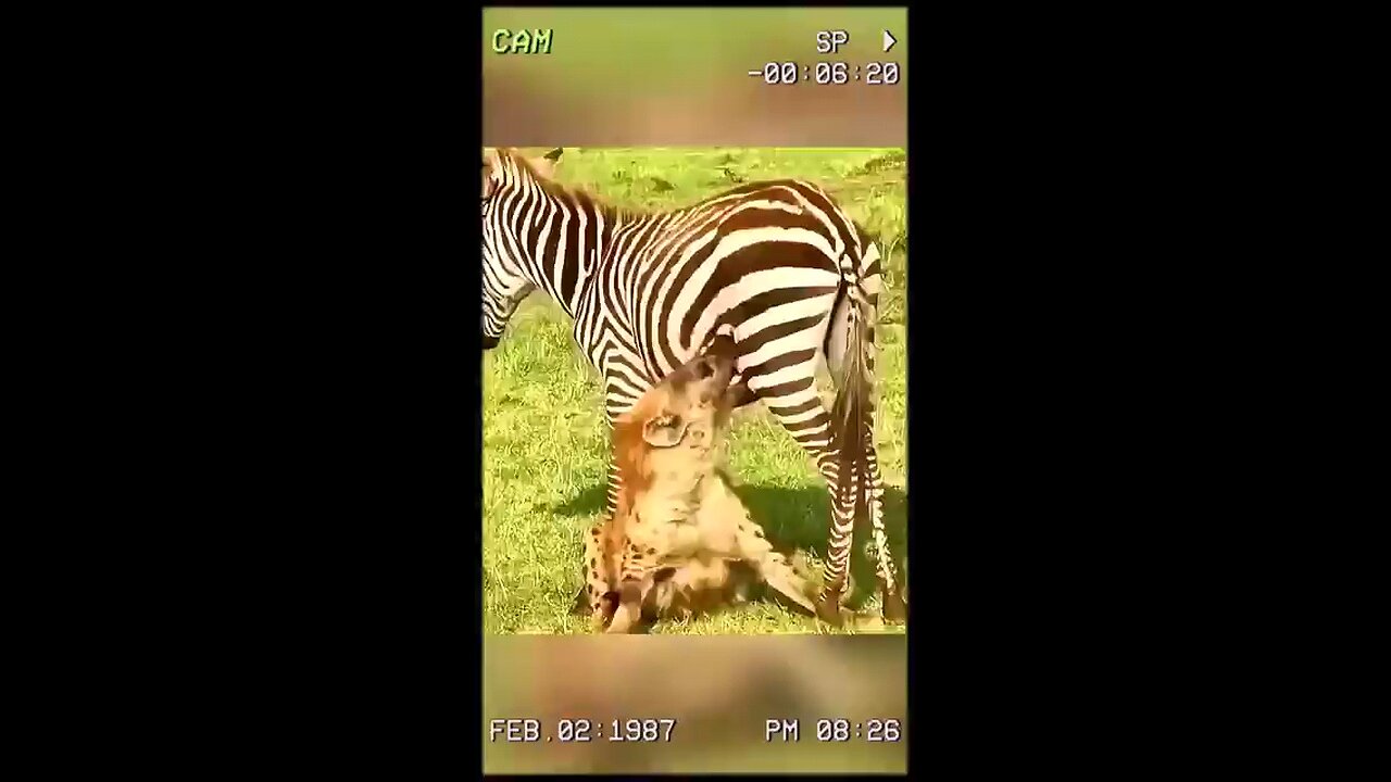 The carnivorous Hyena eating a Zebra alive