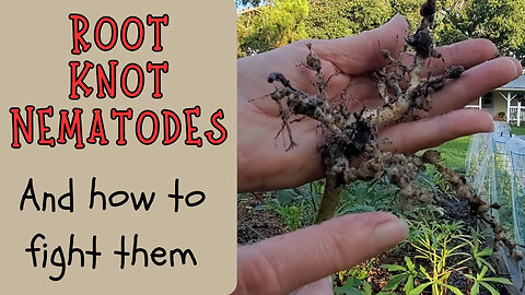 4 easy methods to combat Root Knot Nematodes
