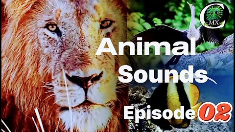 animals sounds-Episode 02