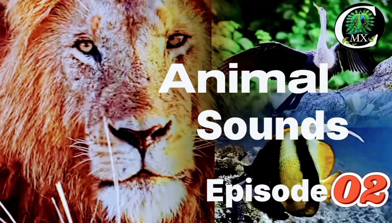 animals sounds-Episode 02