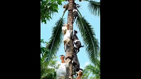 Tree Climbing Goat: A Funny Sight"