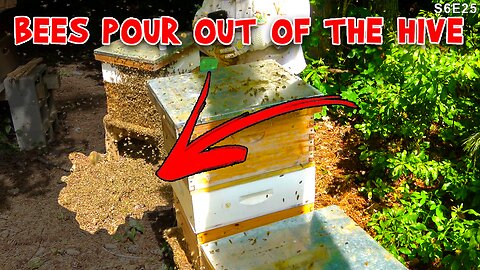 ANGRY BEES | Hot Humid Busy Day in the Bee Yard