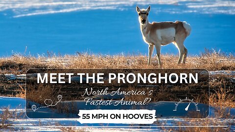 Meet the Pronghorn — A Lightning-Fast, Sharp-Eyed Wonder of the American Plains