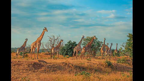 🌍 LIVE: Safari Serenity – A Breathtaking Wildlife Ambient Experience