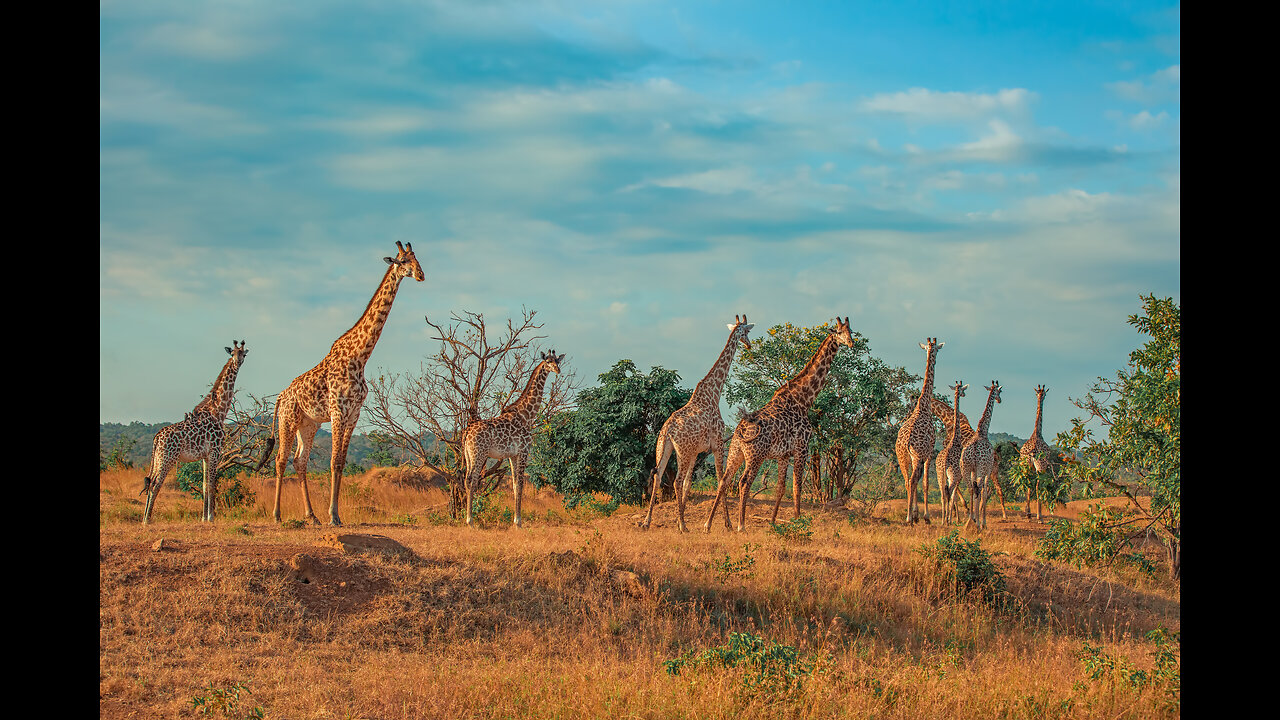 🌍 LIVE: Safari Serenity – A Breathtaking Wildlife Ambient Experience