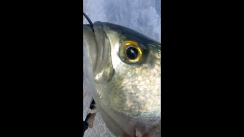 why do they call it a yellow eyed demon? 😶 are you we todd did?
