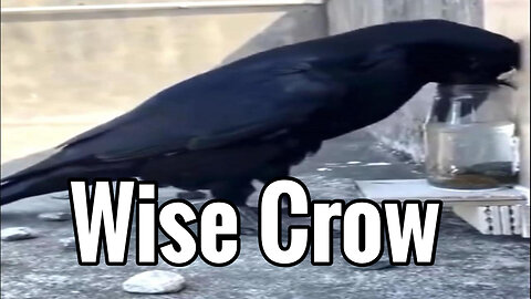 Wise Crow