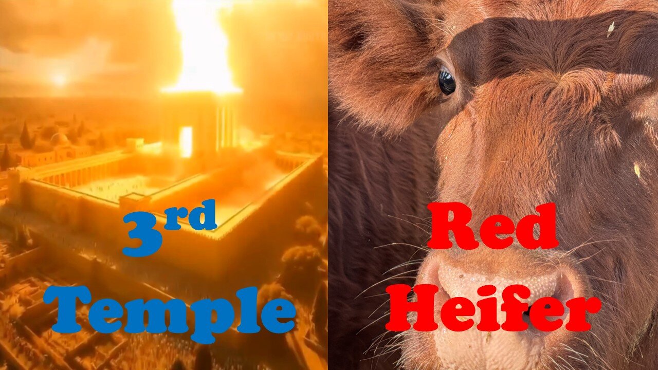 3rd Temple, Red Heifer & Trump's 2025 Plans