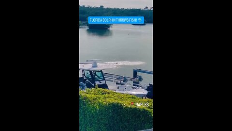 Southwest Florida dolphin caught on camera throwing a fish into the air