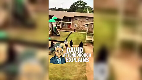 The Urban Savanna Where The Lesson Is Never Learned Only Repeated