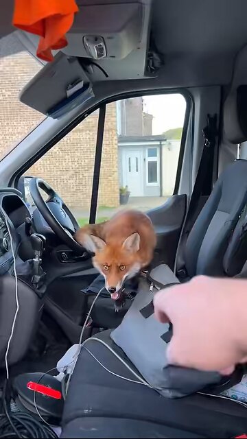 What the fox is going on there?