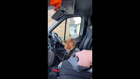 What the fox is going on there?
