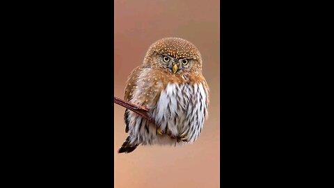Just really funny owls!