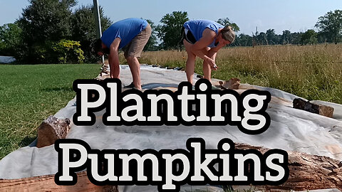 it's pumpkin planting time!