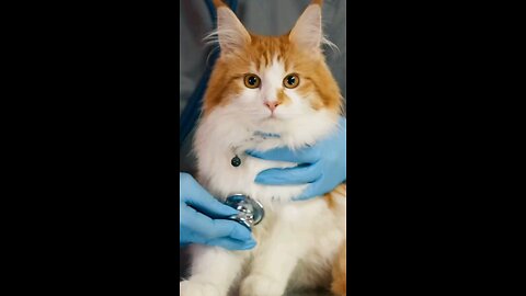 Cat Body Fat Percentage Calculator