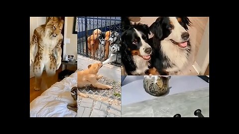 İnvitation to laughter Hilarious momemts here