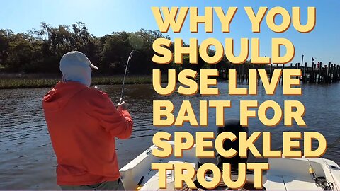 Why Live Bait Fish for Speckled Trout