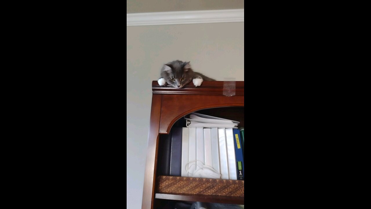 When you leave a step ladder near a bookshelf. Help me mummy, I can't get down