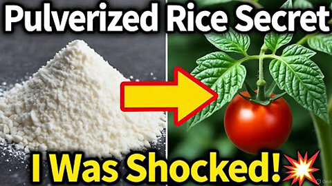 I Fed My Plants Pulverized Rice & The Results Broke My Garden