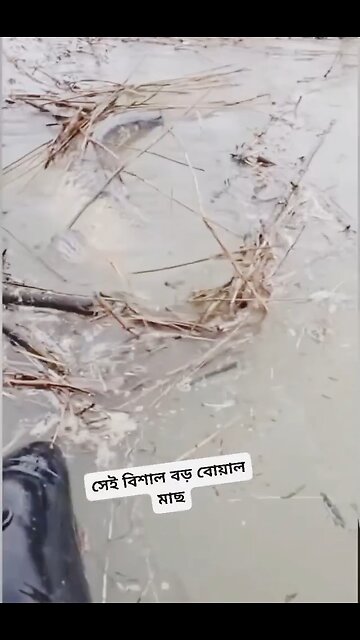 🎉Happy birthday everyone🌞It's To LAUGH When Watching This Video Cute DOG|cute cat|Please Follow me