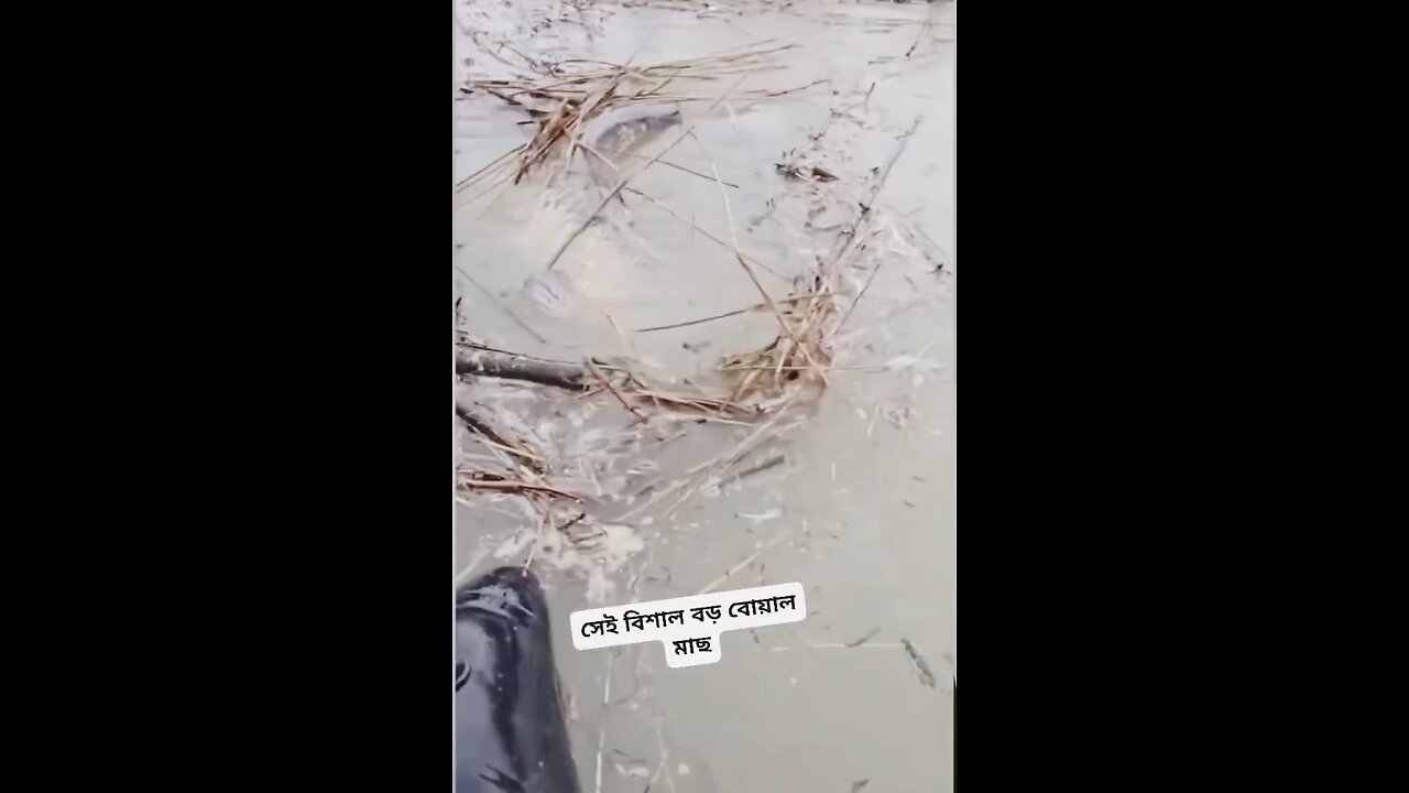 🎉Happy birthday everyone🌞It's To LAUGH When Watching This Video Cute DOG|cute cat|Please Follow me