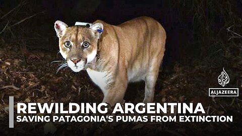 Rewilding Argentina: Can ecotourism save Patagonia's pumas from extinction?