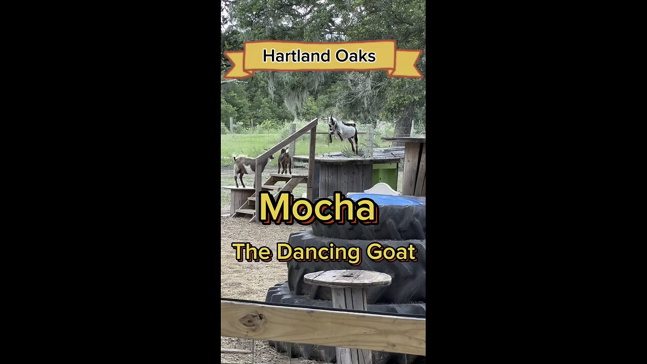 Watch Mocha, the dancing goat, as she practices for her Coyote Ugly audition!