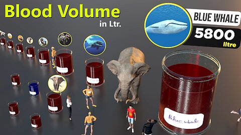 Blood Volumes comparison by liter| Animal |Dinosaur |Godzillal Kong| Human bloods