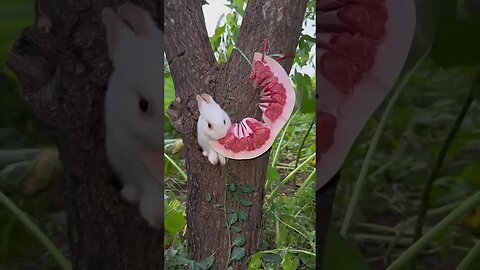 Guess what the little rabbit eats Cute pet debut plan Rabbit Rural cute pet