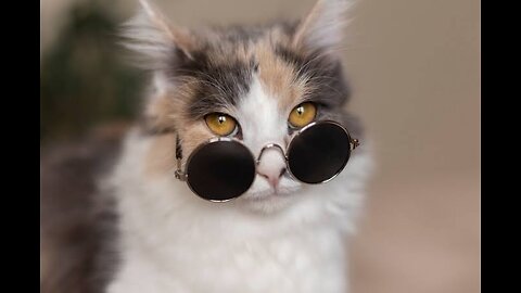 Cat intelligence agency. Agent catty