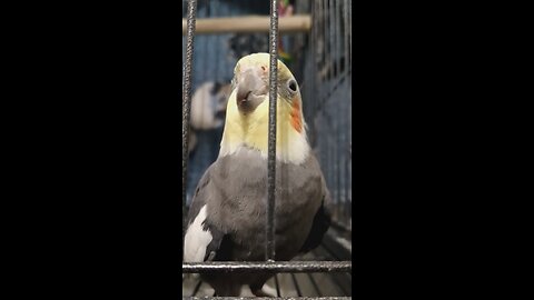 talking cockatiel banjo funny