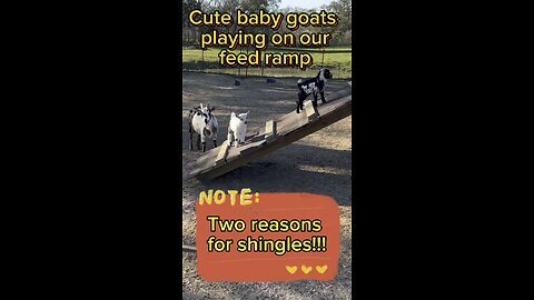 Watch cute baby goats playing on a ramp. Two reasons to use shingles.