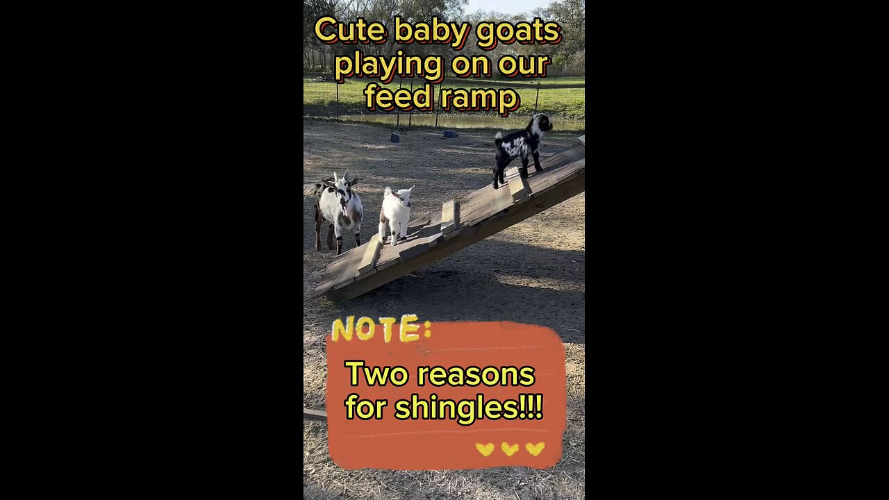 Watch cute baby goats playing on a ramp. Two reasons to use shingles.