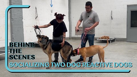 Socializing Two Dog And Human Reactive Dogs, Working Past Reactivity, Pushing Past Comfort Zones